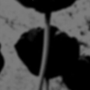 La rebelión de la flor. Antología personal